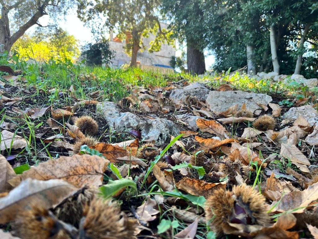 Il Trullo E Il Fortino Daire Alberobello Dış mekan fotoğraf